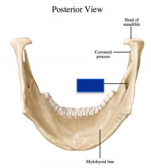 Mandibular foramen – mandible – inferior alveolar nerve and vessels