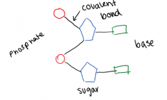 Two DNA nucleotides can be linked together by a covalent bond between the sugars of one and the  phosphate of another
More can be repeated in this way to create a strand of nucleotides, aka polynucleotide
