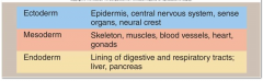 17. Gastrulation (10-11 days after fertilization).

[ECTODERM] - Epidermis, central nervous system, sense organs, neural crest.
