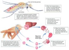 Supergroup: SAR
Kingdom: Alveolata
Phylum: Apicomplexa

1) Infected mosquito bites human and transfers infectious cells into human called sporozoites.
2) Inside the human the sporozoites migrate to liver and infect liver cells, where they change...