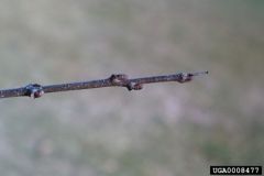 Name dat twig!