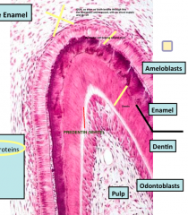 Histo (Hail Mary) Flashcards - Cram.com