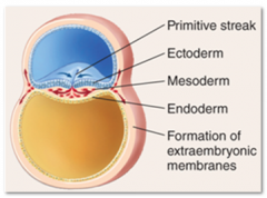 23. Gastrulation (10-11 days after fertilization).

_________ Streak – embryo midline along the edges of a ______.
