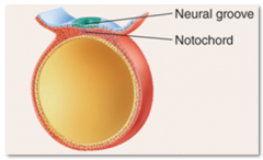 26. Neurulation (16-25 days after fertilization) – begin to develop tissues and organs.

_________ – flexible rod that forms soon after gastrulation is complete along the midline of the embryo (mesoderm).