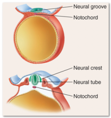 27. Neurulation (16-25 days after fertilization) – begin to develop tissues and organs.

Neural ____ – forms above the notochord to later differentiate into the spinal cord and brain (ectoderm).