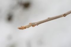 Name that twig!