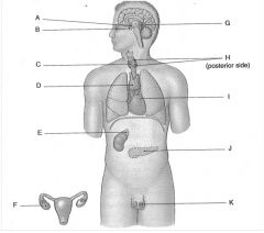 The endocrine gland located at position A is the.....