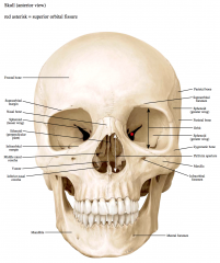 -Supraorbital margin


-Infraorbital margin


-Nasal bone


-Mental Foramen


-Ethmoid (perpendicular plate)


-Supraorbital foramen


-Orbit


-Vomer


-Sphenoid (Greater Wing)


-Sphenoid (Lesser Wing)


-Infraorbital Foramen...