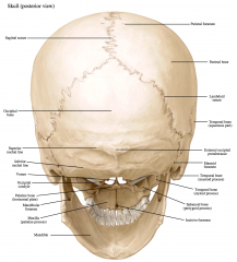 -Parietal foramen


-Superior nuchal line 


-Inferior nuchal line


-Vomer


-Lamboid Suture


-Incisive Foramen


-Sagittal Suture


-Occipital Condyle


-Palantine bone (horizontal plate)


-Palantine process of the Maxilla