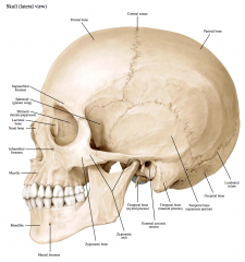 -Styloid process of the temporal bone


-Mastoid process of the temporal bone


-Squamous portion of the temporal bone


-External acoustic meatus


-Ethmoid bone


-Supraorbital foramen


-Infraorbital foramen


-Sphenoid (greater w...