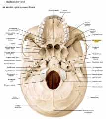 -Zygomatic Arch


-Zygomatic process of the maxilla​


-Styloid process


-Mastoid process


-Vomer


-Mastoid foramen


-External occipital protuberance


-Superior nuchal line


-Inferior nuchal line


-Occipital condyle


...