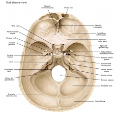 Skull: Interior View ​


 


-Foramen magnum 


-Cerebral fossa 


-Ethmoid (crista galli) 


-Ethmoid (cribriform plate) 


-Frontal sinus 


-Hypoglossal canal 


-Foramen ovale 


-Optic canal 


-Cerebellar foss...