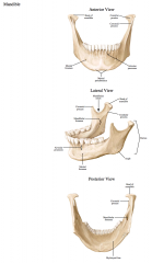 -Head


-Neck


-Coronoid process


-Mandibular foramen


-Mylohyoid line