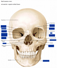 Skull: Anterior View 


 


-Supraorbital margin


-Infraorbital margin


-Nasal bone


-Mental Foramen


-Ethmoid (perpendicular plate)


-Supraorbital foramen


-Orbit


-Vomer


-Sphenoid (Greater Wing)


-Sphenoid (Less...