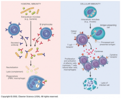 - Det cellmedierade försvaret: T-mördarceller
- Det humorala försvaret: Antikroppar från aktiverade B-celler (plasmaceller)
(Båda aktiveras av T-hjälpar-celler)