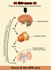 Ett system av hormonkörtlar som är det normala svaret på stressorer.
Hypotalamus : kortikotropinfrisättande hormon ->
Hypofysen: adrenokortikotropiskt hormon ->
Binjurarna: kortisol (och adrenalin/noradrenalin)