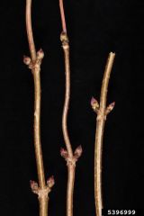 Name this twig. It has red spongy pith.
