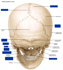 Skull: Posterior View 


 


-Parietal foramen


-Superior nuchal line 


-Inferior nuchal line


-Vomer


-Lamboid Suture


-Incisive Foramen


-Sagittal Suture


-Occipital Condyle


-Palantine bone (horizontal plate)


...
