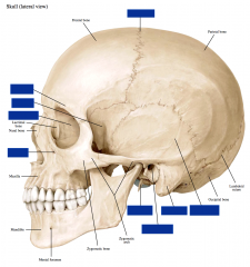 Skull: Lateral View ​


 


-Styloid process of the temporal bone


-Mastoid process of the temporal bone


-Squamous portion of the temporal bone


-External acoustic meatus


-Ethmoid bone


-Supraorbital foramen


-Infraorbi...