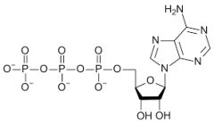 What type of molecule is shown here:
1.Amino Acid
2.Carbohydrate
3.Nucleotide
4.Lipid