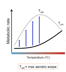 - optimal temp determines aerobic scope of animal 
