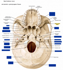 Skull: Inferior View


 


-Zygomatic Arch


-Zygomatic process of the maxilla​


-Styloid process


-Mastoid process


-Vomer


-Mastoid foramen


-External occipital protuberance


-Superior nuchal line


-Inferior nuchal ...