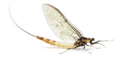 (n) mayfly
