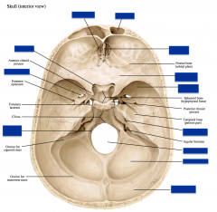 Anatomy Non Dissecting Session G Skull Eye Flashcards