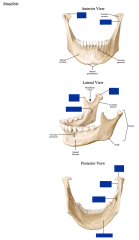 Mandible (multiple views)


 


-Head


-Neck


-Coronoid process


-Mandibular foramen


-Mylohyoid line