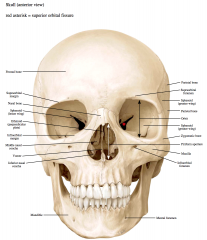 The superior orbital fissure is between the greater and lesser wings of the sphenoid bone


 


It connects the middle cranial fossa with the orbit


 


It contains the branches of the ophthalmic nerve (V1; frontal, lacrimal, nasociliar...