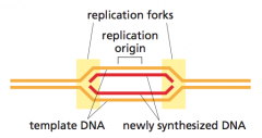 DNA molecules in the process of being replicated contain Y-shaped
junctions called replication forks. 
The forks move away from each other as the DNA unzips, which is why eukaryotic and bacterial DNA replication is called bidirectional.