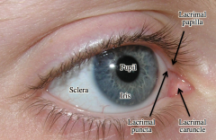 -Sclera


-Cornea


-Pupil


-Iris


-Eyelashes


-Lacrimal caruncle


-Superior lacrimal papilla


-Inferior lacrimal papilla


-Lacrimal puncta (opening) 