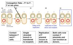 -physical contact via a pilus (conjugation tube)
-F plasmid in E. coli encodes genes necessary to make pilus
-plasmid transferred donor (F+) --> recipient (F-)
-ssDNA is transferred (rolling circle replication)
-becomes dsDNA in recipient (now F+)...