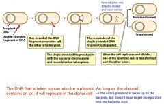 1. donor DNA binds to recipient cell surface
2. donor DNA then moves across cell surface
3. one strand of donor DNA degrades, other strand pairs with recipient host cell DNA
4. donor DNA is integrated into recipient DNA: transformed: recombinant r...