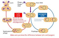 -can switch to lytic cycle at any time?

1. lytic: 

-virus begins to function and degrades the bacterial DNA
-viral DNA gets replicated and produces proteins that make new phages 

-phages burst from cell