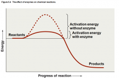 Catalyzereactions by lowering the activation energy
