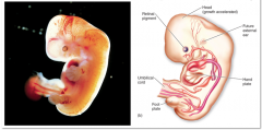 58. Second Month (1 inch by end of month)

Major ________ organs are evident.