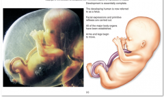 60. Third Month (Fetus)

Development is essentially complete except for the _____ and the _____.