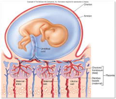 68. Third Trimester

Rapid growth as the fetus gets nourishment through the [UMBILICAL] cord.