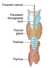 - Thyroid diverticulum is connected to the tongue by the Thyroglossal Duct
- Normally disappears, but may persist as pyramidal lobe of thyroid
- Foramen cecum is a normal remnant of the thyroglossal duct