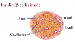- α cells: glucagon (peripheral)
- β cells: insulin (central) = Insulin is Inside
- δ cells: somatostatin (interspersed)