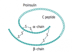 Takes place in β cells in Islets of Langerhans:
- Preproinsulin is synthesized in RER
- Cleavage of "presignal" generates Proinsulin
- Proinsulin is stored in secretory granules
- Cleavage of Proinsulin → exocytosis of Insulin and C-peptide