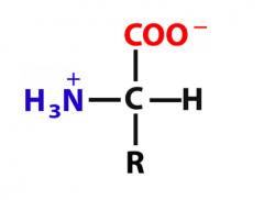 Intramolecular acid–base reaction: the H from the COOH group is transferred to the –NH2 group.
A neutral dipolar ion, an ion that has one (+) charge and one (-) charge, forms. Neutral dipolar ions are known as zwitterions.