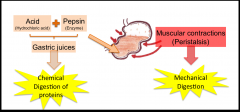Saltsyra (surt)
- denaturerar protein
- antibakteriell
- luckrar upp cellulosa, muskelfibrer, bindväv
Pepsinogen -> Pepsin (om surt)
- Bryter ner protein -> aminosyror
- Bryter ner kollagen runt muskler
Intrinsic factor
- Skyddar B12

I...
