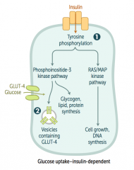 - Tyrosine phosphorylation
- Phosphoinositide-3 kinase pathway
- Induces glycogen, lipid, and protein synthesis
- Vesicles containing GLUT-4 are placed in membrane to allow entry of glucose into cell

INsulin moves glucose INto cells