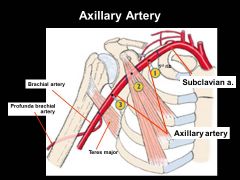 can tie off brachial artery during surgery and still get bloodflow.