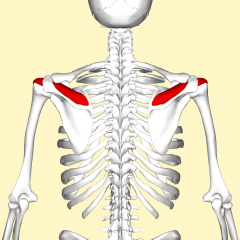 Greater tubercle of humerus
Capsule of shoulder joint