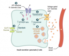 3. Glucose enters β cells via GLUT-2 (bidirectional) channels
4. ↑ ATP generated from glucose metabolism
5. Closes K+ channels
6. Depolarizes β cell membrane
7. Opens voltage-gated Ca2+ channels, resulting in Ca2+ influx
8. Stimulates ins...