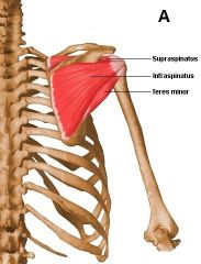 Greaters tubercle of humerus
Capsule of shoulder joint
