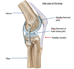 - articulation between patella & trochlear groove of the femur


 


- during extension, patella glides cranially


 


- during flexion, patella glides caudally